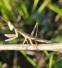 Apteromantis aptera
