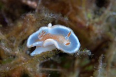 Glossodoris rufomarginata