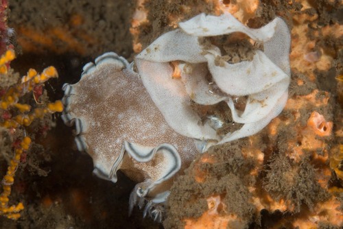 Brown-edge Glossodorid