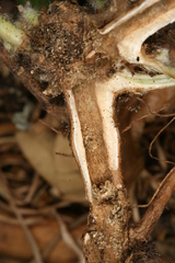 Marrubium