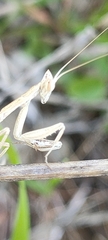 Apteromantis aptera