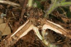 Marrubium