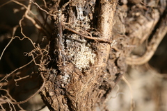 Marrubium