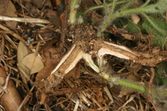 Marrubium