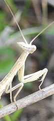 Apteromantis aptera