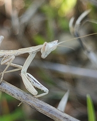 Apteromantis aptera