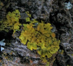 Xanthoria parietina