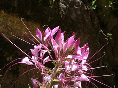 Cleome