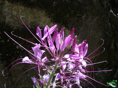 Cleome