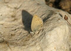 Kretania psylorita