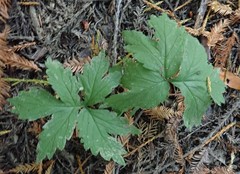 Hydrophyllum tenuipes