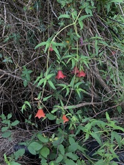 Canarina canariensis