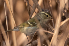 Phylloscopus inornatus