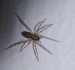 Liocranum rupicola