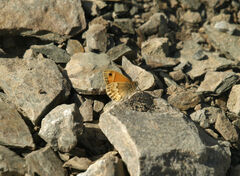 Coenonympha thyrsis
