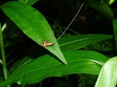 Nemophora degeerella