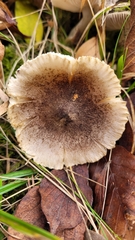 Tricholoma scalpturatum