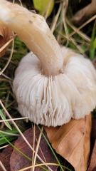 Tricholoma scalpturatum