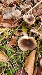 Tricholoma scalpturatum