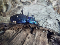 Carabus intricatus