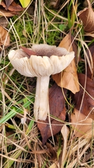 Tricholoma scalpturatum