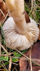 Tricholoma scalpturatum