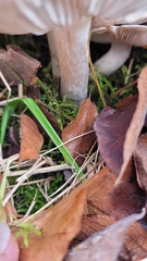 Tricholoma scalpturatum