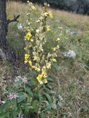 Verbascum chaixii