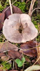Tricholoma scalpturatum