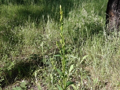 Solidago dahurica