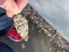 Dryomyia lichtensteinii