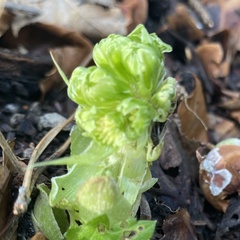 Petasites albus