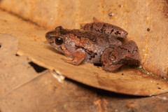 Microhyla nepenthicola