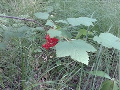 Ribes spicatum