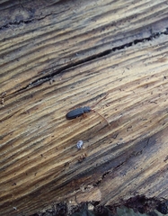 Uleiota planata