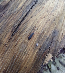 Uleiota planata