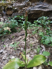Platanthera chlorantha