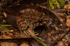 Limnonectes conspicillatus