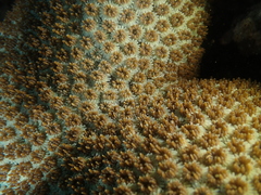 Galaxea fascicularis