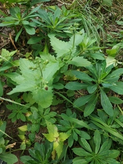 Scrophularia scopolii