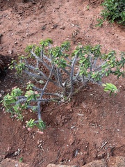 Euphorbia milii