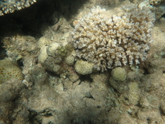 Palythoa tuberculosa