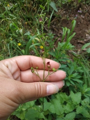 Scrophularia scopolii