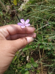 Geranium asphodeloides