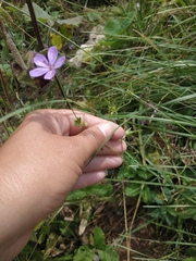 Geranium asphodeloides