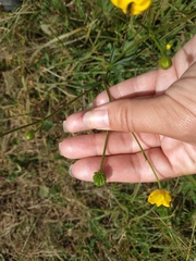 Ranunculus polyanthemos