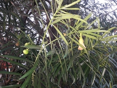 Cascabela thevetia