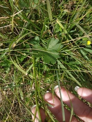 Ranunculus polyanthemos