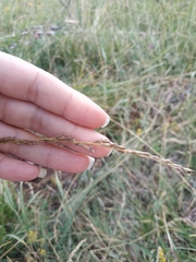 Arrhenatherum elatius