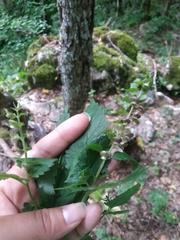 Scutellaria altissima
